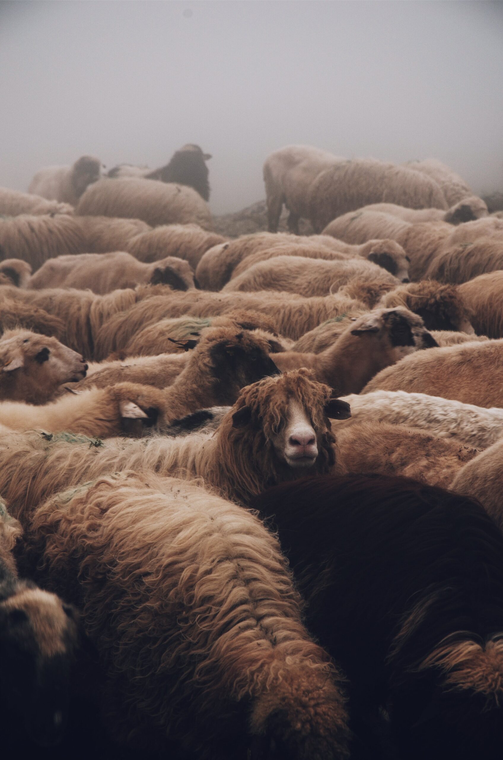 Close-up Photo of a Herd of Sheep