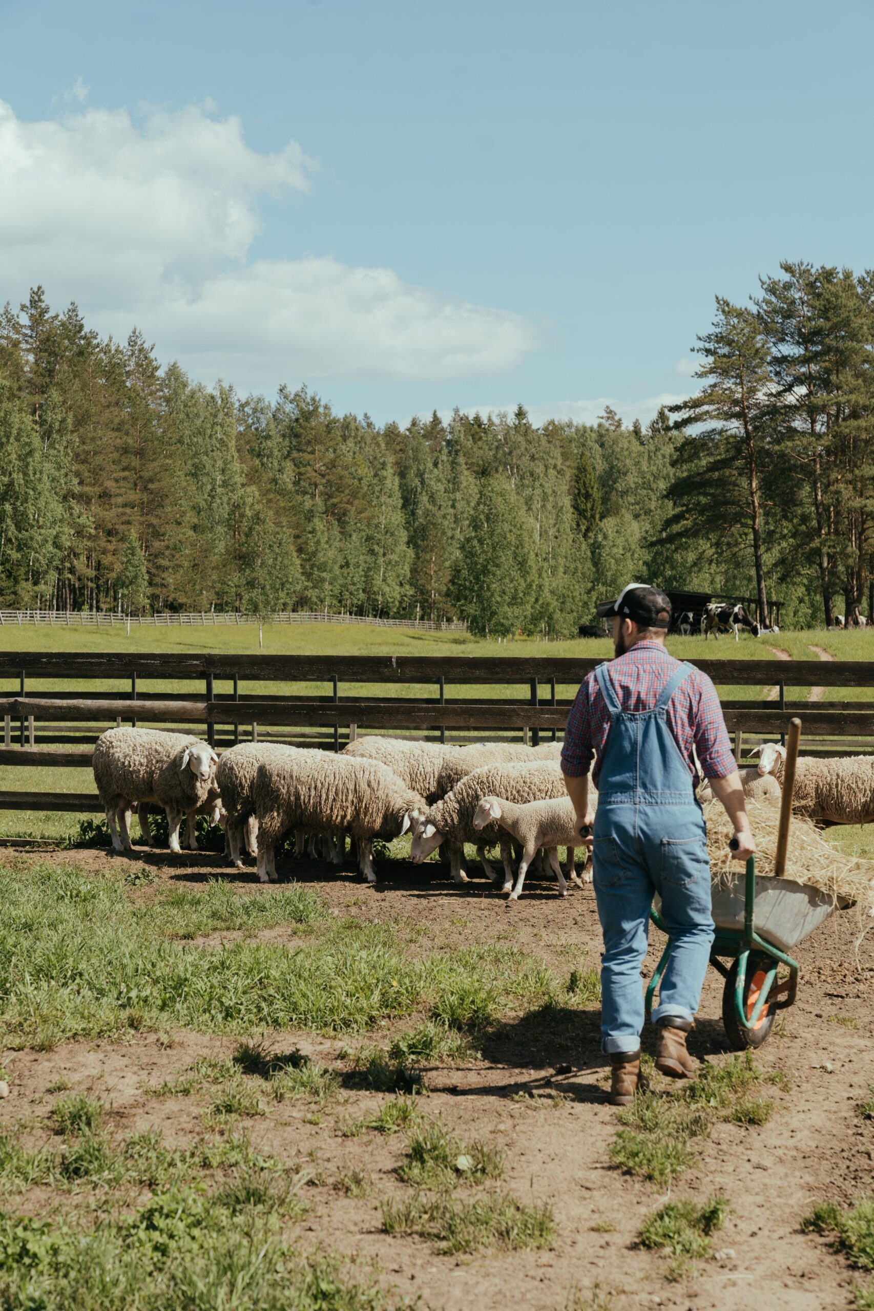 Man in Blue Shirt and Blue Denim Jeans Standing Beside Sheep